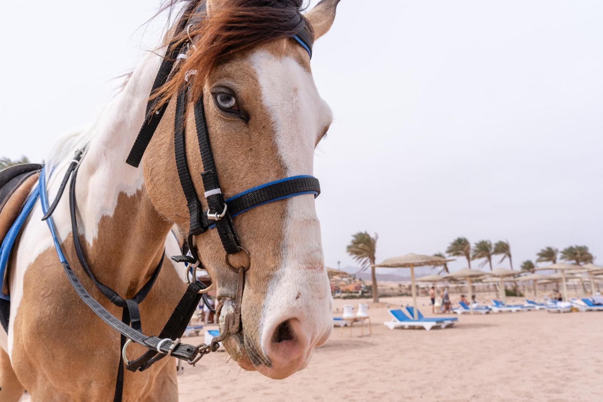 Hotel Faraana Heights Aqua Park Sharm el Sheikh Esterno foto